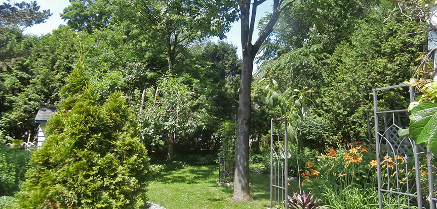 Pruning service and branch cutting in Montreal