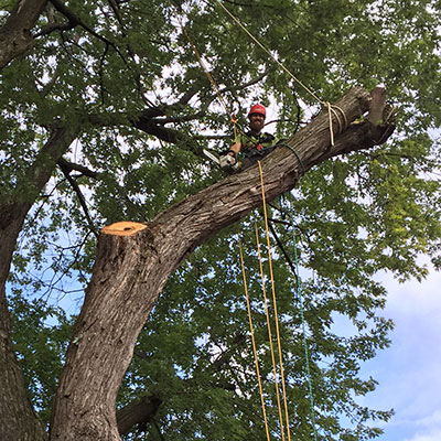 Team MC tree service - Pruning Experts in Montreal