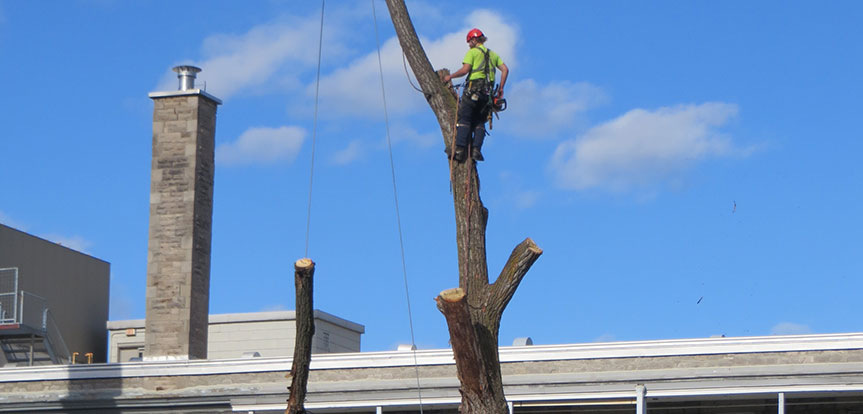 Abatatge d'arbre par des profesionnels certifiés sur la Rive-Nord.la Rive-Sud et à Montréal