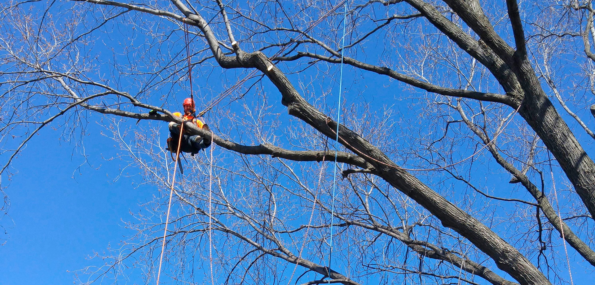 Élagage et émondage d'arbres et branches à Montréal
