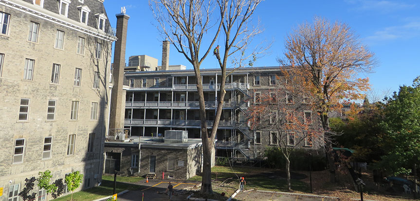 Abattage d'arbre dans la région de Montréal par des professionels