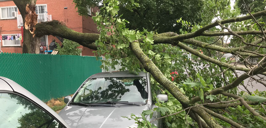 Services d'urgence coupe d'arbre ou branche à Montréal