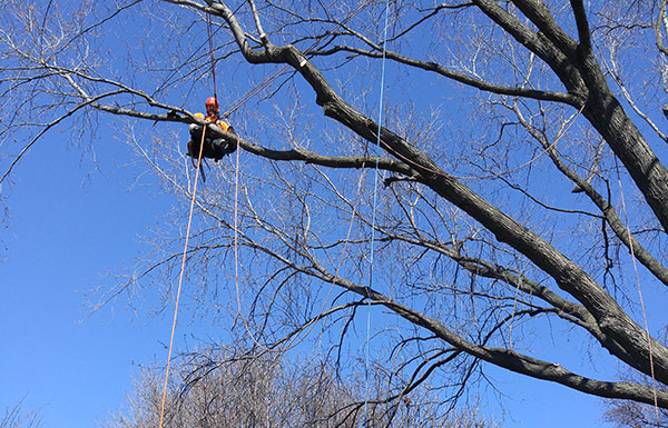 Services professionnels d'élagage d'arbres et branches à Montréal